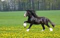 black-horse

a minta